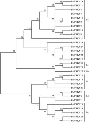 Panax notoginseng WRKY Transcription Factor 9 Is a Positive Regulator in Responding to Root Rot Pathogen Fusarium solani